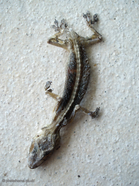 dead lizardP3093151