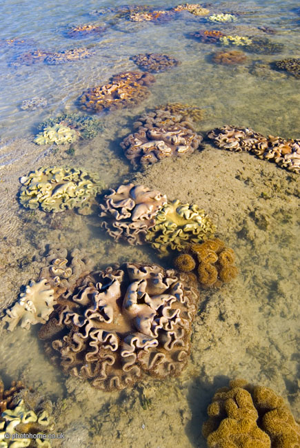 Sarcophyton corals