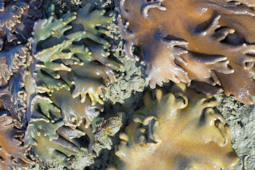 leather corals, Sarcophyton sp.