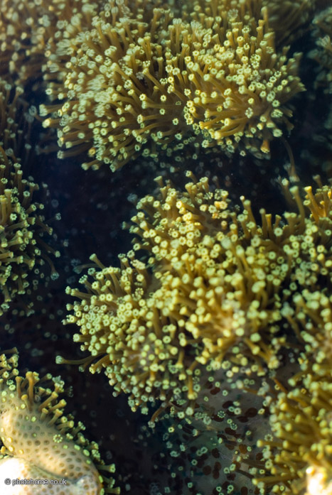 Sarcophyton, leather coral underwater