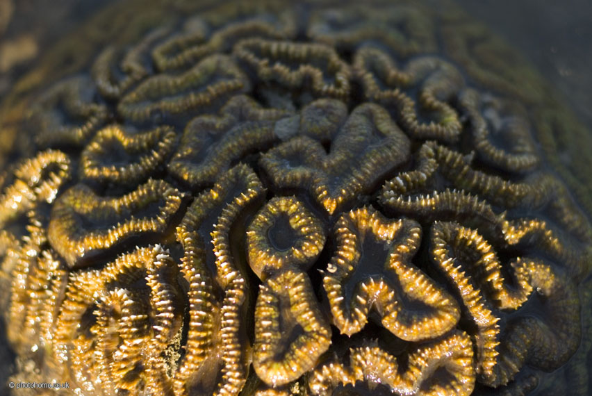 brain coral faviidae
