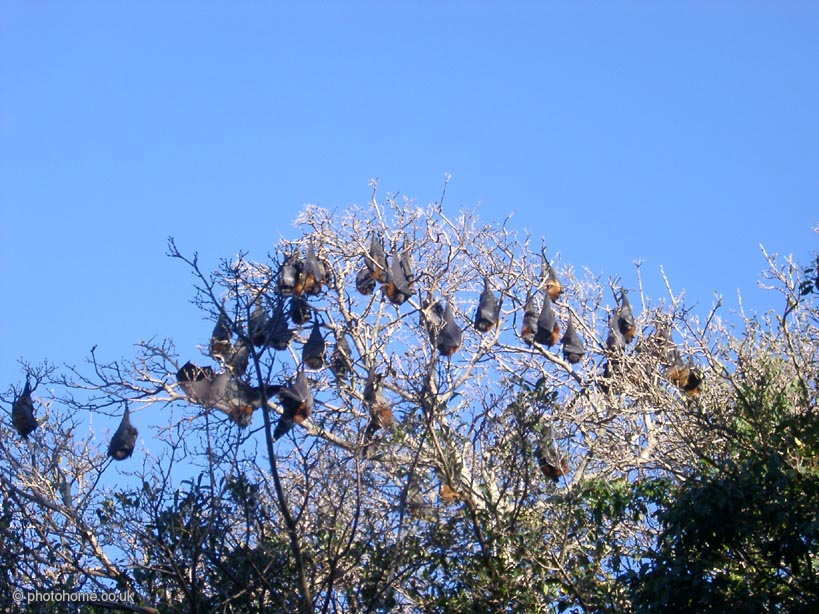 flyingfoxes (159k image)