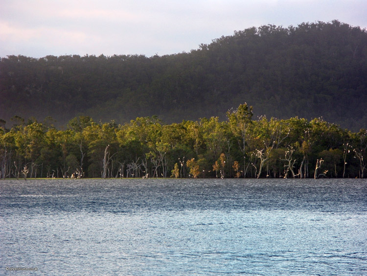 tinaroo cockatoos trees full of cockatoos!