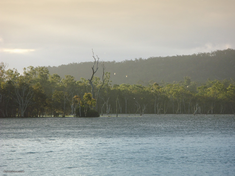 cockatoos roosting on the side the tinaroo reservoir