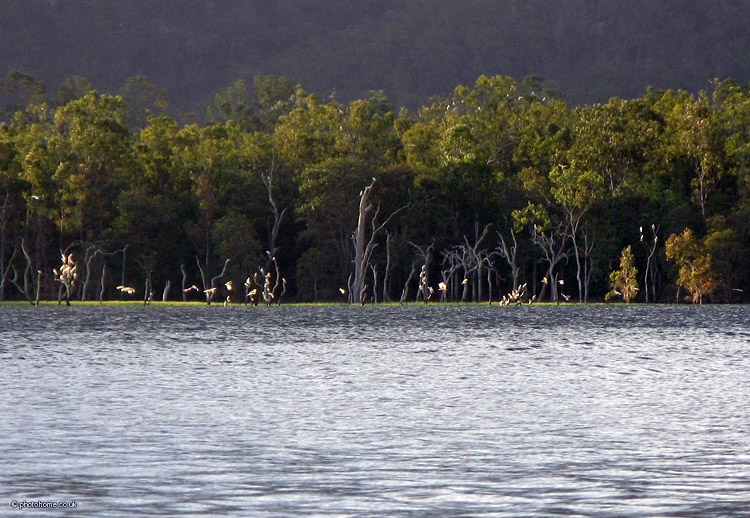 more cockatoos roosting on the side the tinaroo reservoir