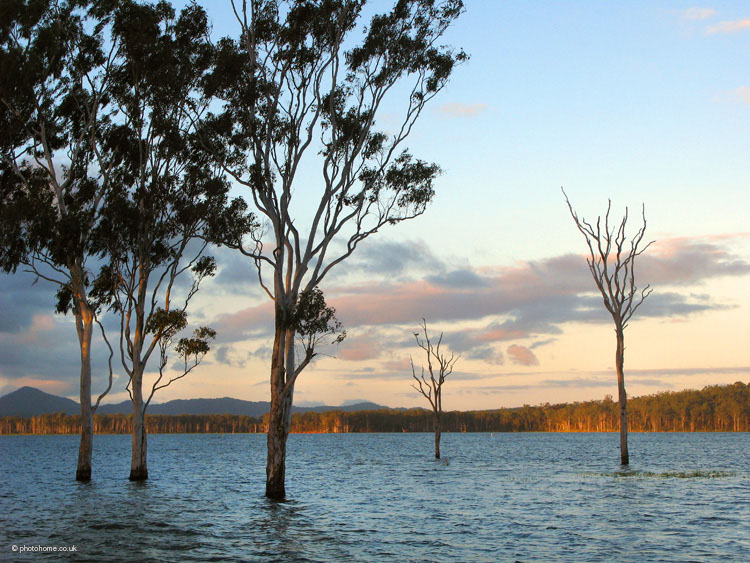 submerged trees at sunset, tinaroo falls dam,