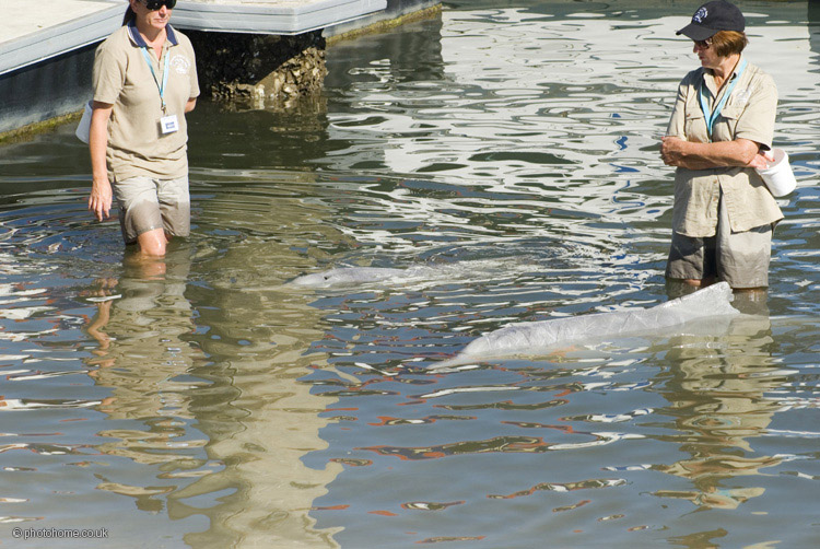 dolphin feeding at tin can bay